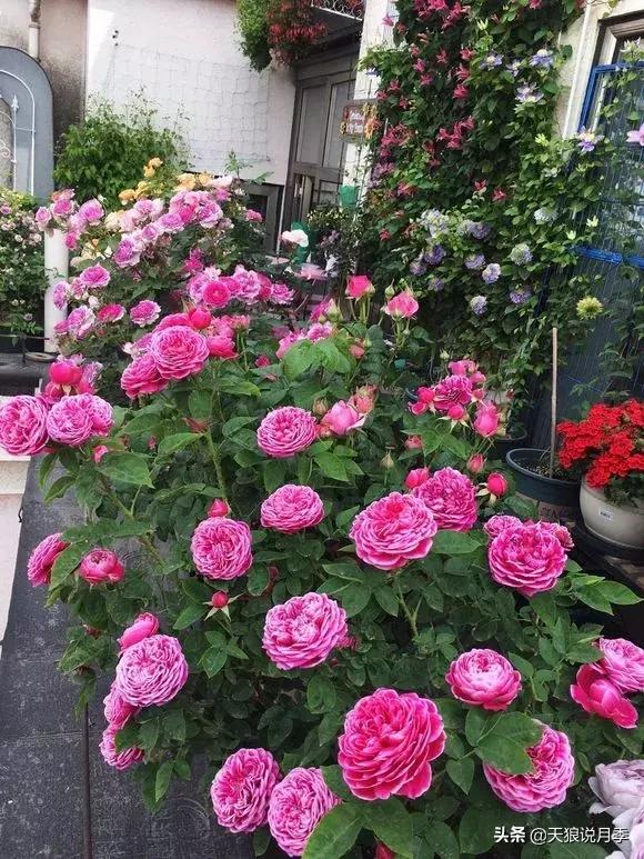 露台打造花海,她用10年改造庭院