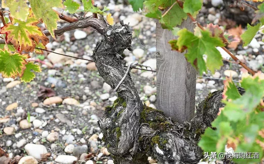 拉图城堡2017红酒,拉图城堡红酒怎么样