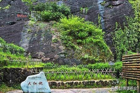 大红袍的正确冲泡方法详细步骤,大红袍的冲泡方法和技巧