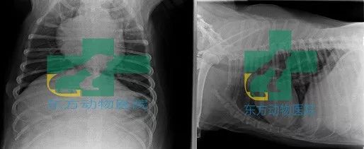 楂樼骇鍔ㄧ墿鍖荤敓,椤剁骇鍔ㄧ墿鍖荤敓