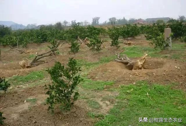 怎么判断柑橘树是黄龙病,如何防治黄龙病