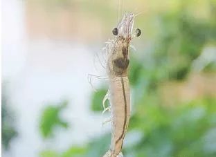 南美白对虾不硬壳是什么原因,南美白对虾营养拌料怎么拌的