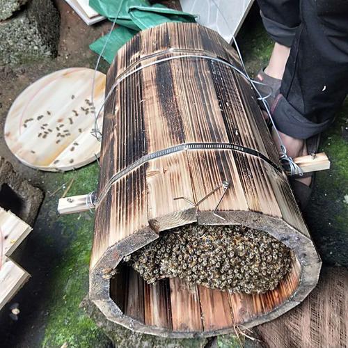 土法圆桶养蜂原地分蜂视频,圆桶土法养蜂分蜂视频完整版