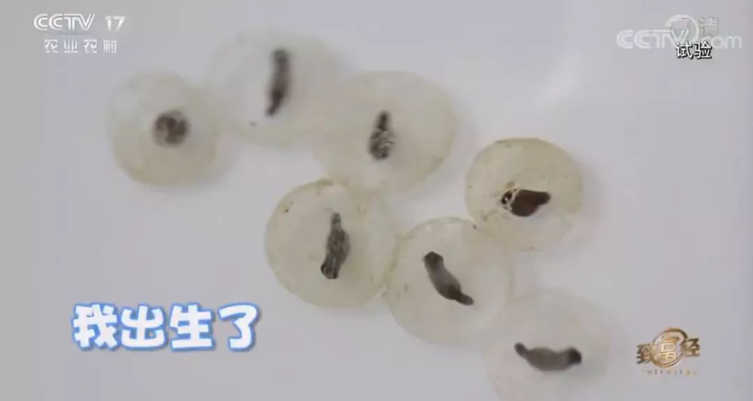 青蛙养殖和蟾蜍养殖,青蛙和癞蛤蟆能够合养吗