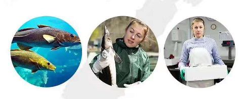 澳洲bio-e花胶液即食深海胶原蛋白,bio-e花胶液怎么辨真假