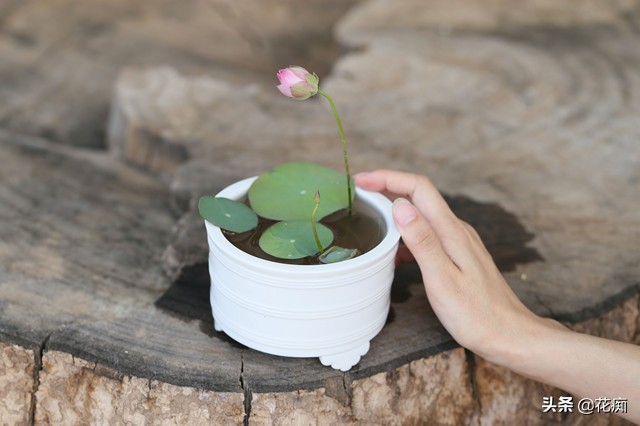 详解碗莲种植养护的方法完全篇,碗莲的种植从入门到放弃