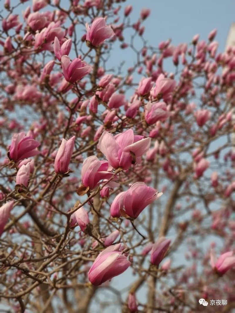 张虹｜玉兰花香且可食