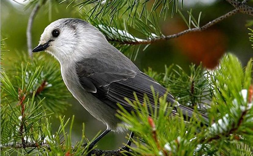 广东常见鸟类图谱和名称图文,东江揽胜鸟类