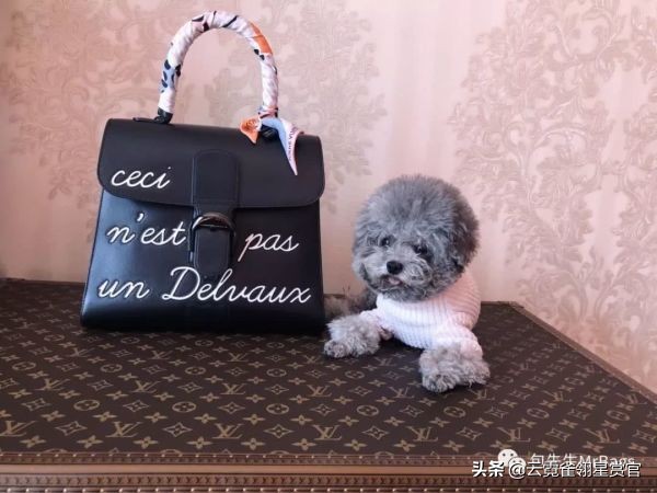 好看又大的宠物包,超好看的宠物包