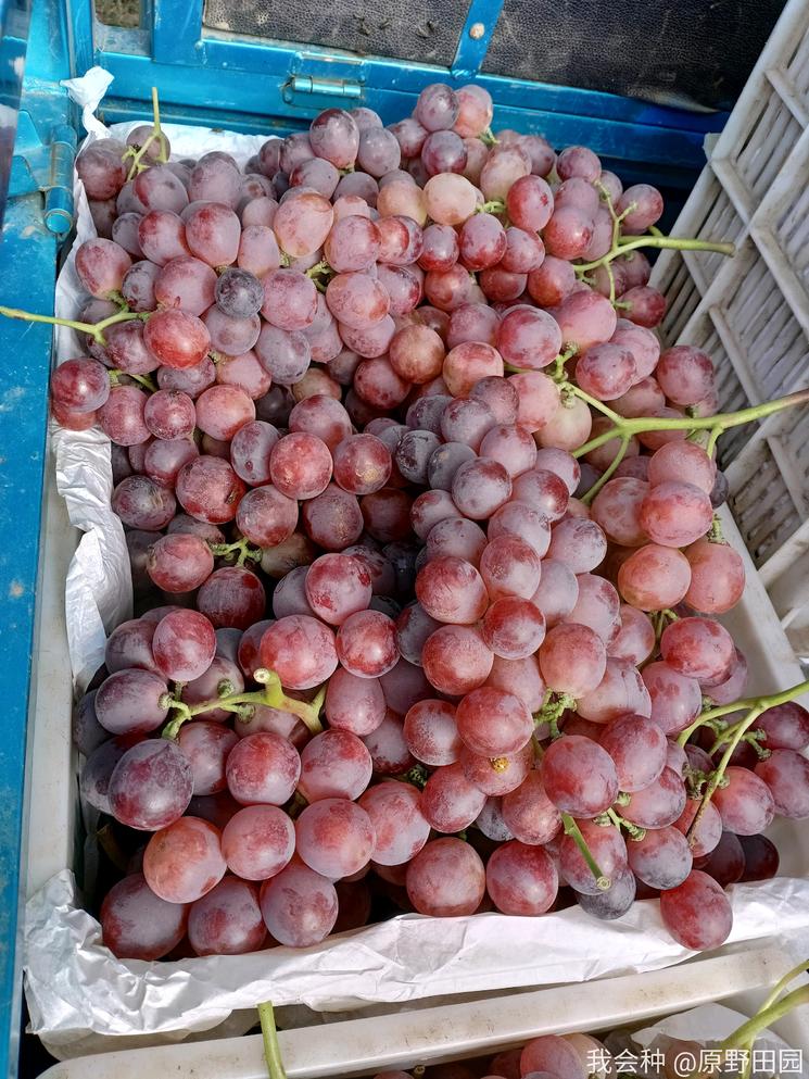 顾客评价水果不甜该怎么处理,红提质量好不好