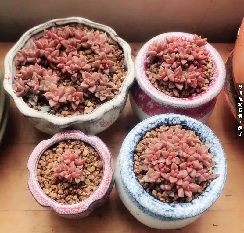 顺风不浪逆风不怂文字图片,顺风不飘逆风不怂绝境不慌