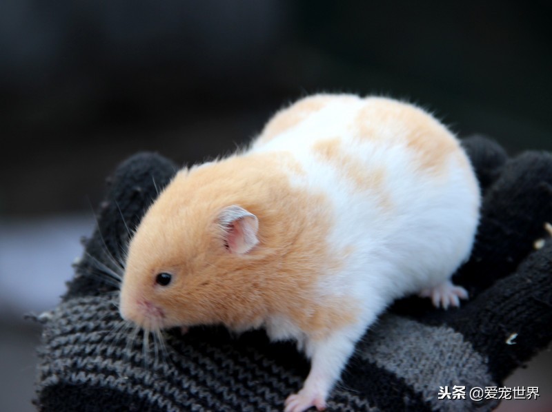 养仓鼠金丝熊会麻烦吧,金丝熊养长毛还是短毛