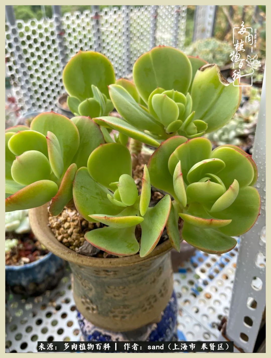 多肉怎么度过三伏天,多肉在三伏天怎么度夏