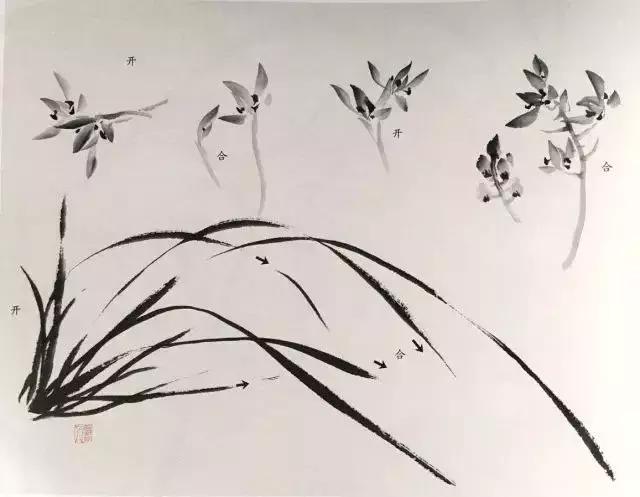 如何画兰花最好看的,君子兰花如何画