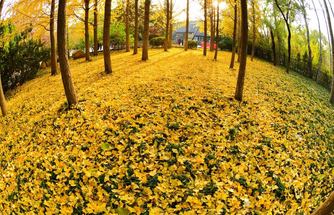 济南赏秋,秋天济南去哪里赏秋最好