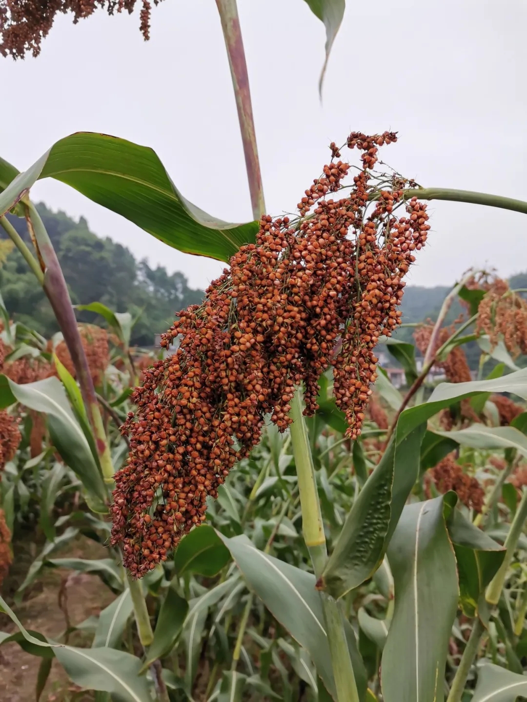 红了!红了!这些天的南充市嘉陵区龙蟠镇真的是“红遍天”了