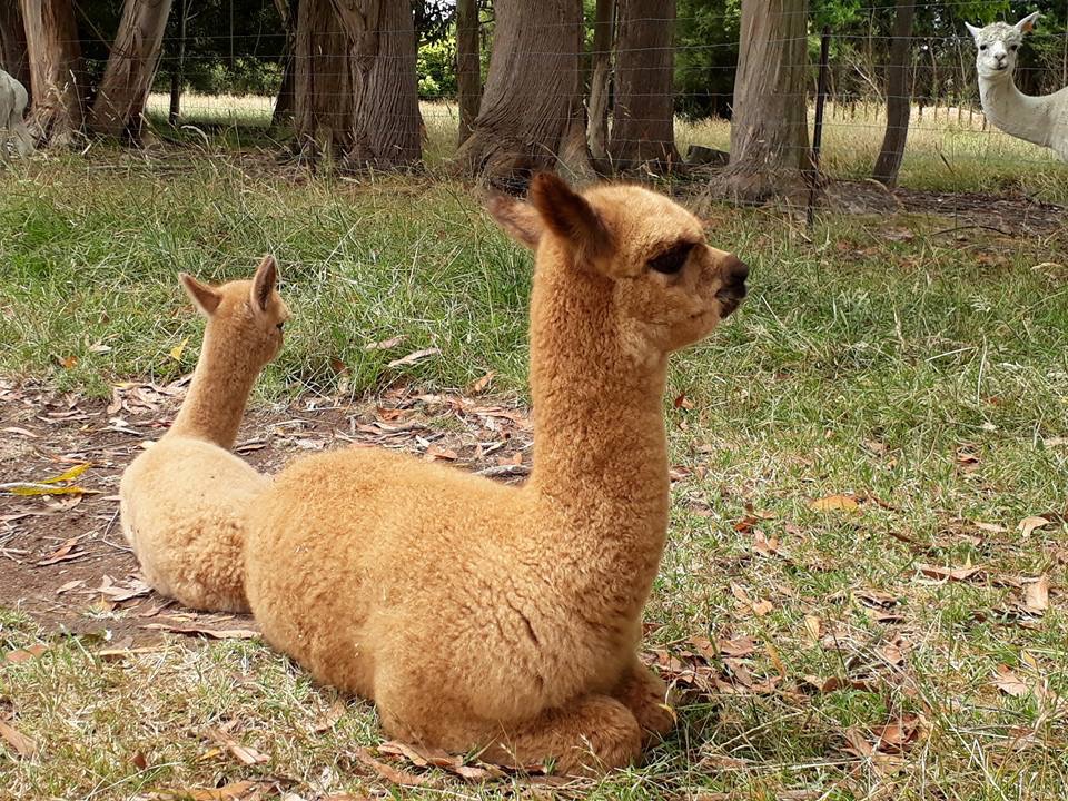 鍛嗚悓棰勮,鍛嗚悓缇婇┘鐢熸皵