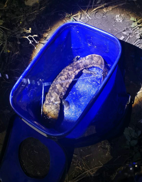 南充钓友钓到娃娃鱼,钓到娃娃鱼放生