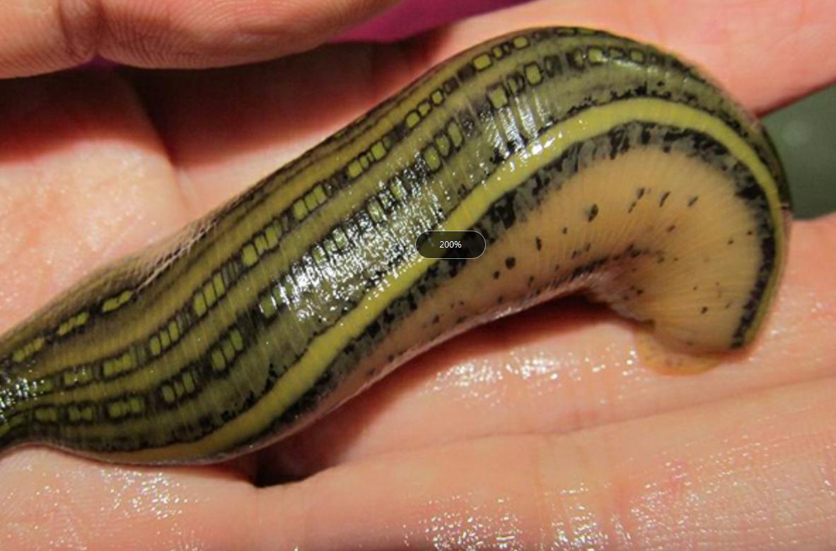 黄金水蛭一只多少钱,水蛭软黄金