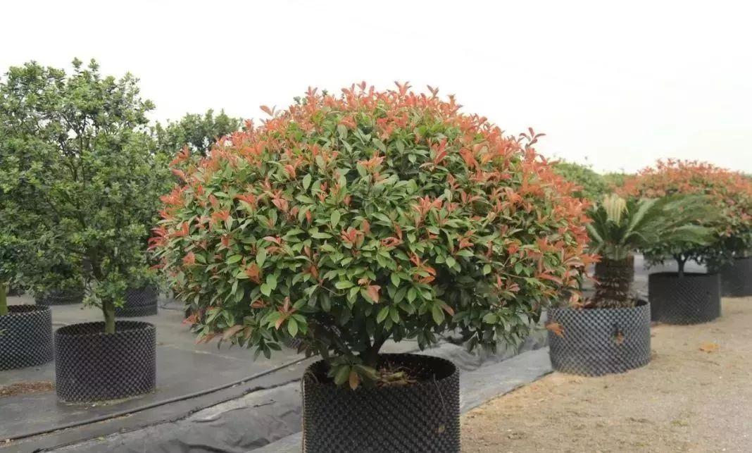 园林绿化斜坡种植技术,一亩园林分享种植小知识