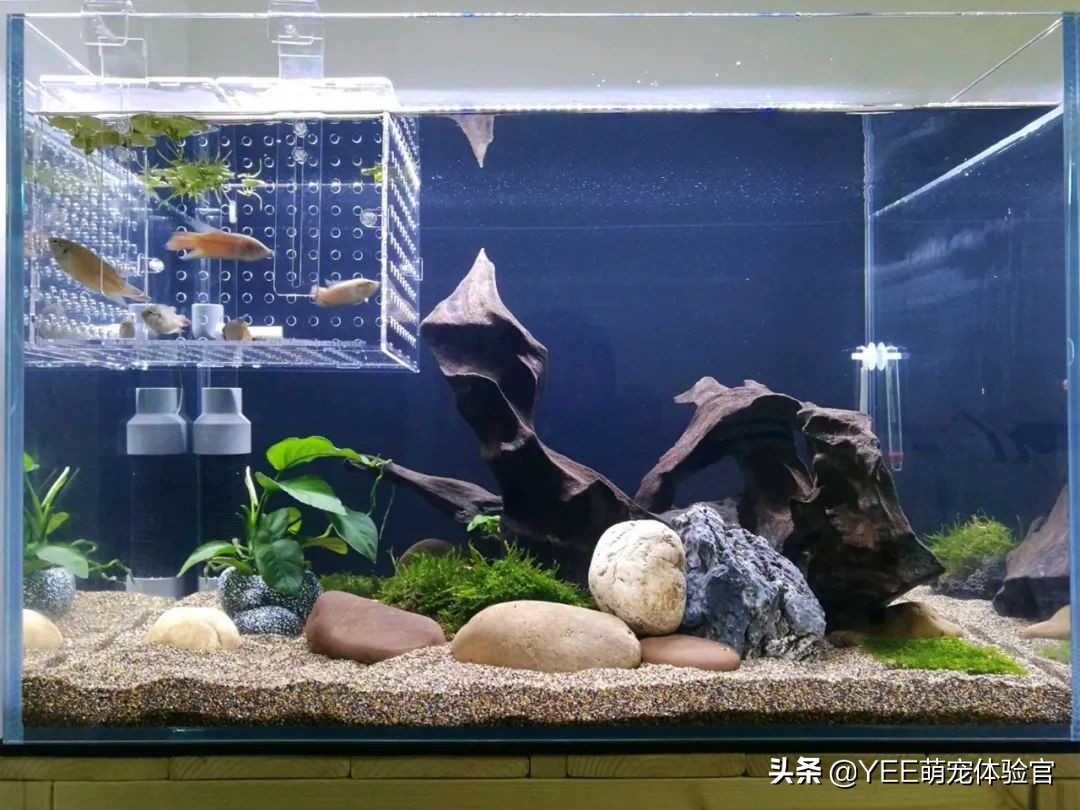 养鱼为何要硝化细菌,养鱼需不需要硝化细菌