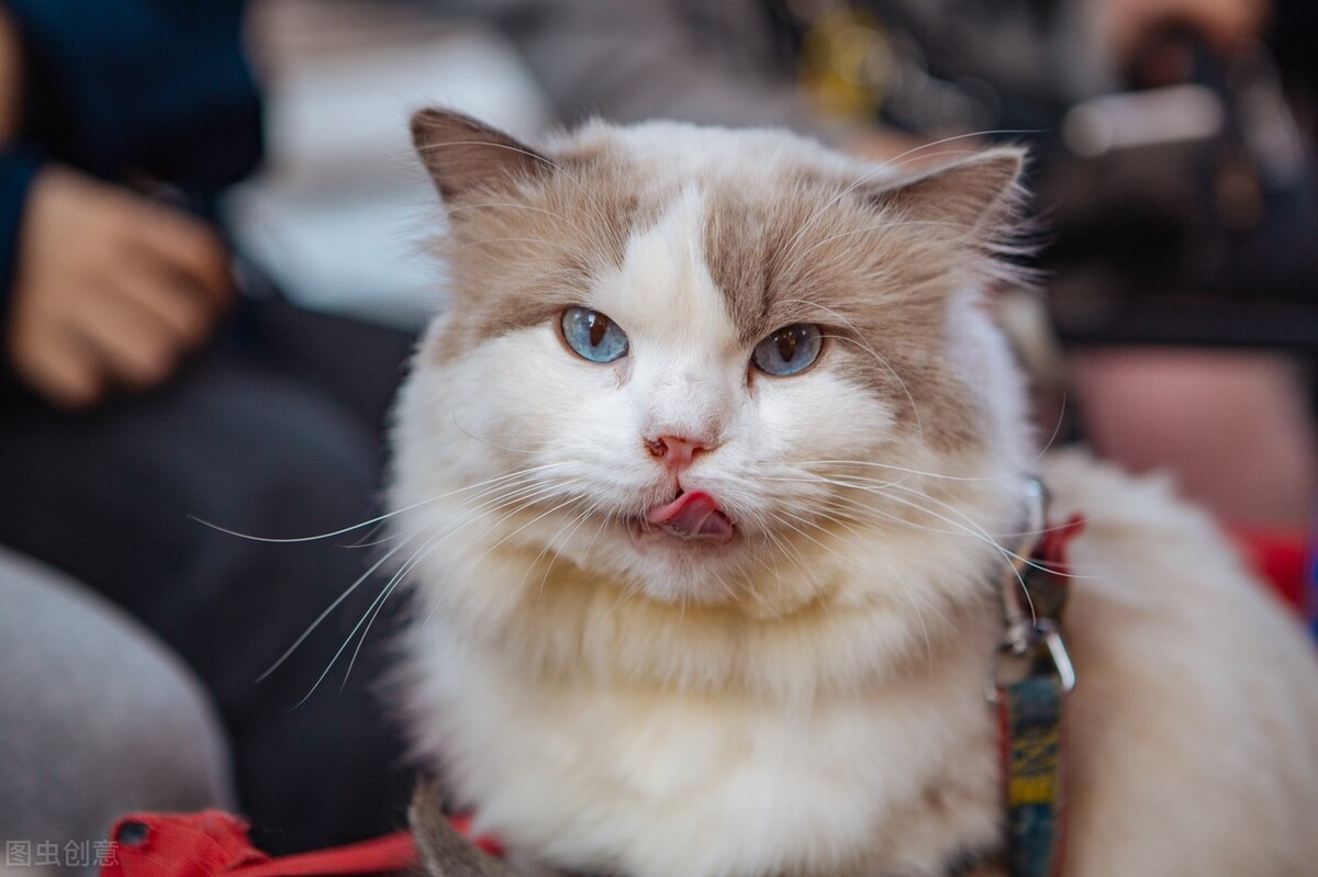 为什么说养猫的都是大户人家,养猫会暴露你的经济实力