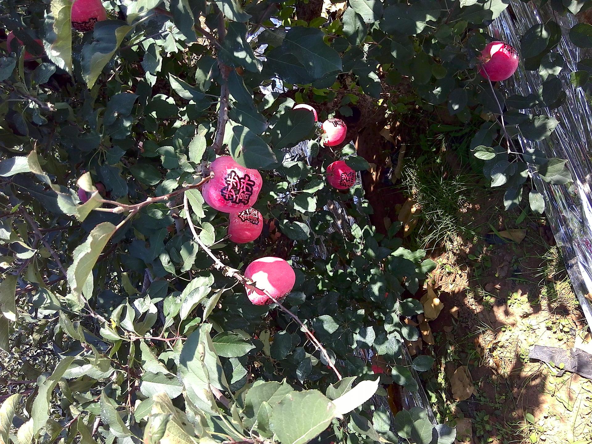 现在的苹果皮能吃吗,苹果究竟要不要吃皮