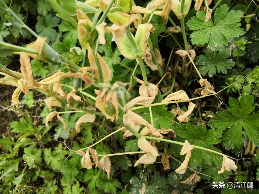 酢浆草叶子枯萎怎么办,豌豆苗蔫儿了如何抢救