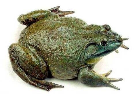 牛蛙腹水病怎么回事,牛蛙腹水病