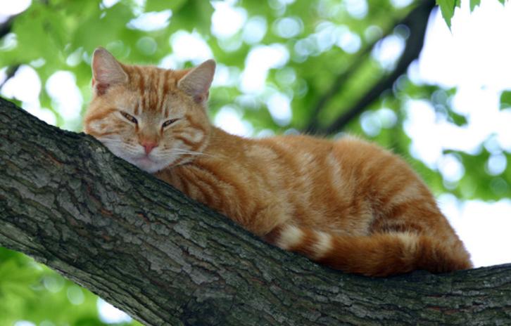 猫咪有跳蚤怎么快速处理,猫咪有跳蚤怎么快速解决