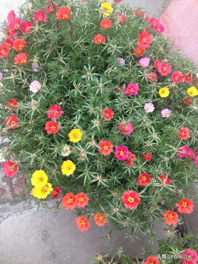 这几种植物越养越值钱,这几种花你养过吗