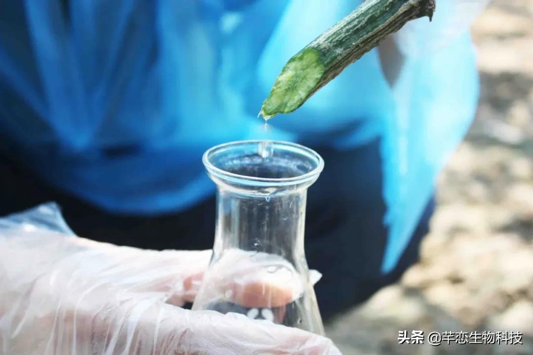 丝瓜水真有那么神奇吗,纯天然的丝瓜水有什么用处啊