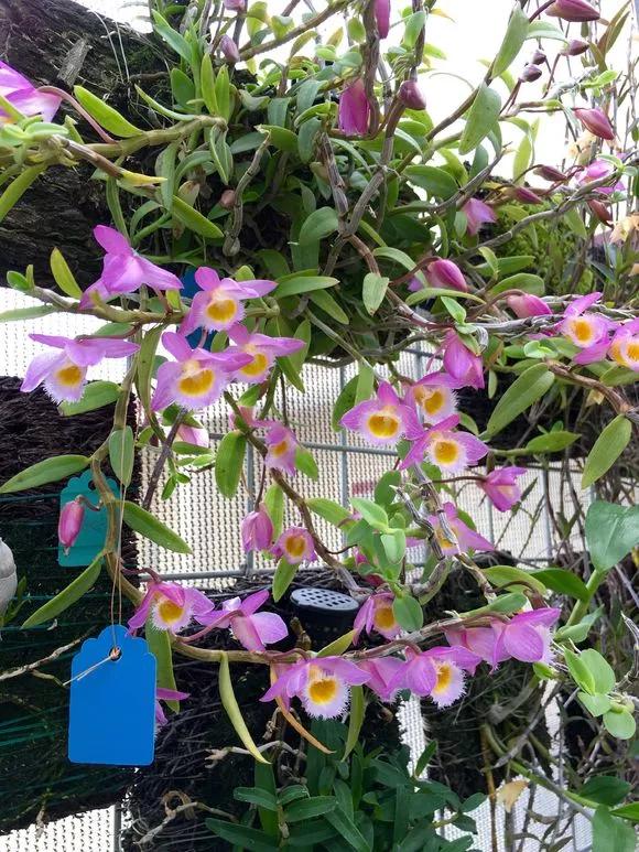 什么兰花春节前后开花又好养,春节期间开花的浓香型兰花