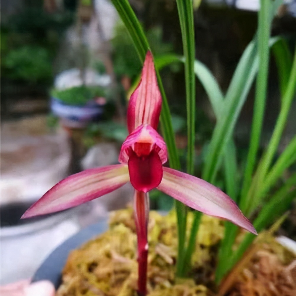 大美滇红兰花,莲瓣滇红素兰花图片