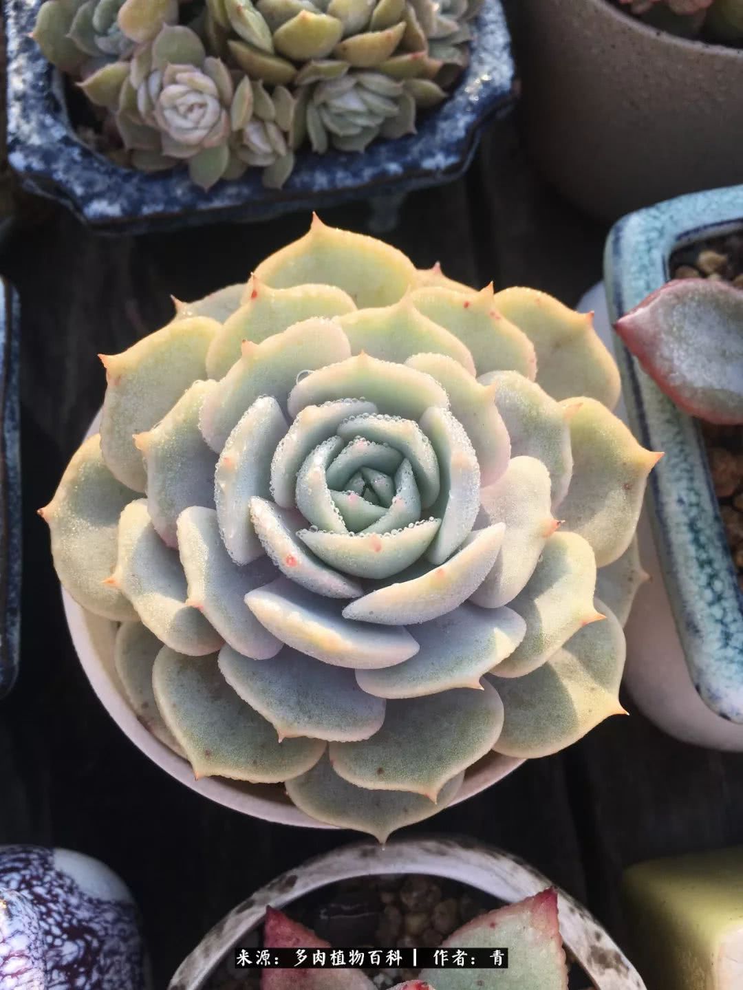 入坑多肉无法自拔,沉迷多肉无法自拔