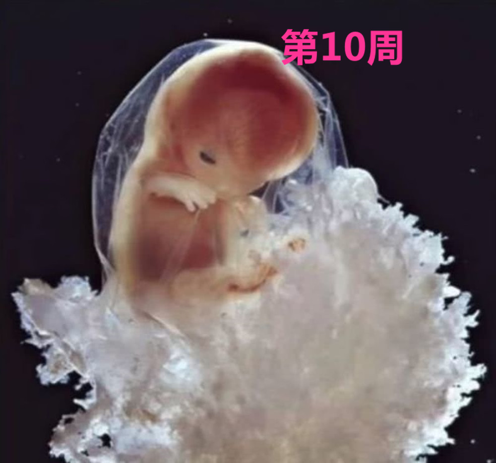 摄影师记录妻子怀孕纪录片,胎儿高清摄影