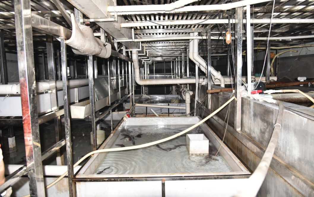 从保护动物到人工养殖，成为美食！鼎湖的绿水青山锻造千万商机