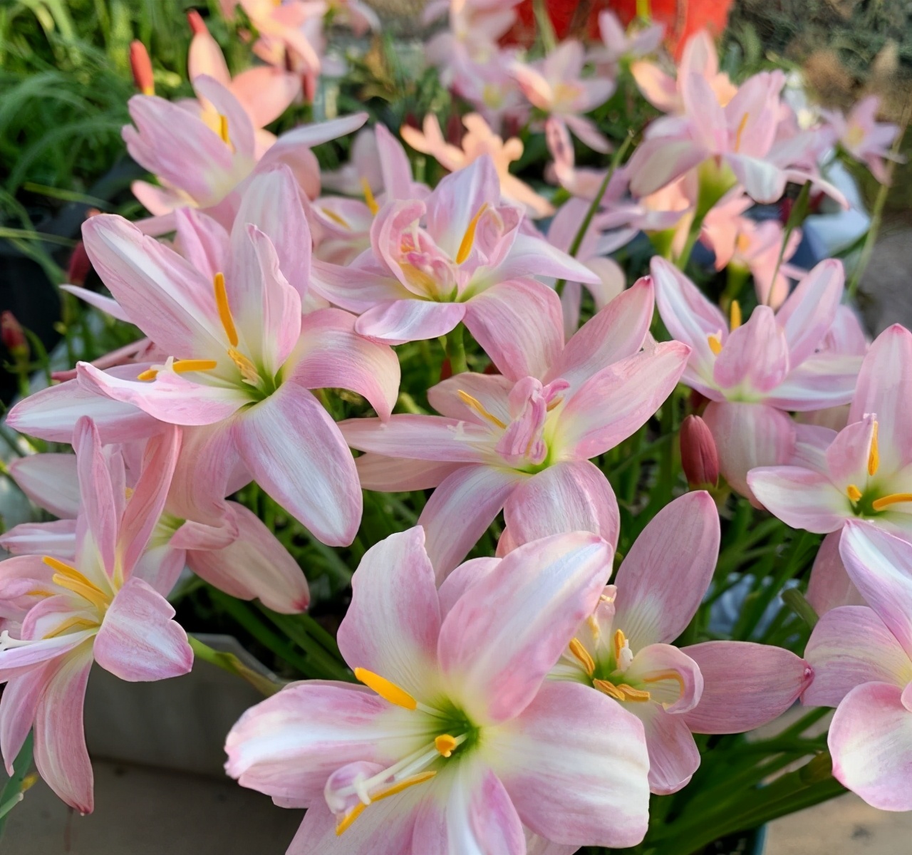 五月养兰要注意哪些,五月养兰花方法