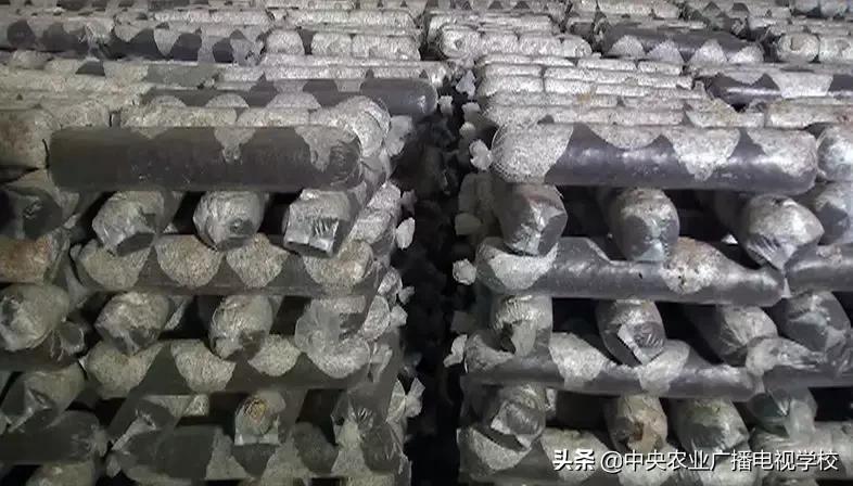 香菇菌棒污染高什么原因,食用菌菌包污染原因