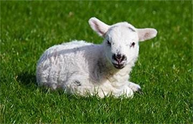 羔羊反刍时嘴角有白沫,羔羊口吐白沫怎么治疗