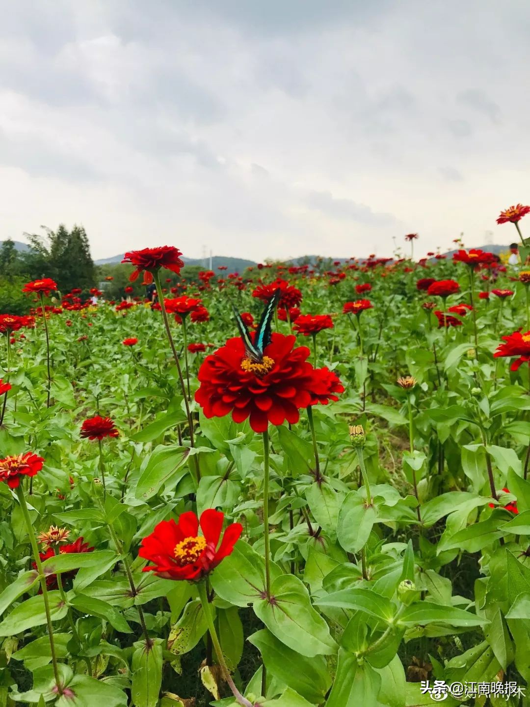 无锡哪里有粉黛乱子草,惠山古镇赏菊花