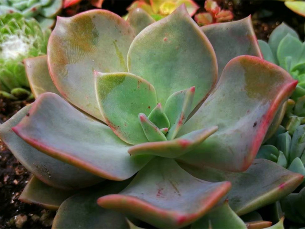 它们的名字都叫初恋，究竟谁真谁假？应该只是不同的肉肉重名了