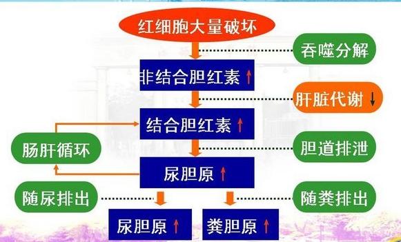 胆红素高，是什么原因，有危害吗？吃什么药能降？听听医生怎么说