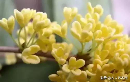 全国56市市花太美了的视频,中国56市市花图片