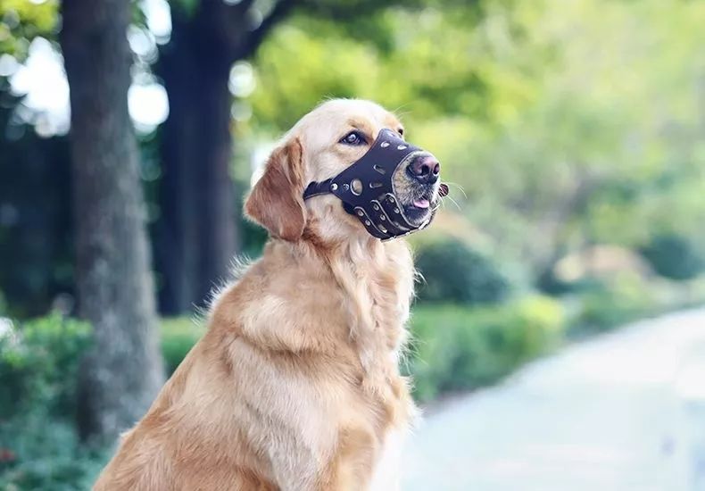 铲屎官想改善宠物生活该如何做,盘点铲屎官养的那些小宠物