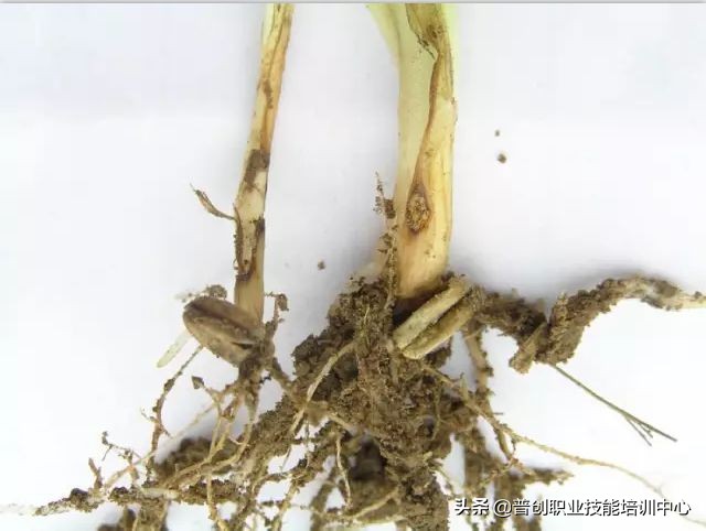 小麦种深了苗黄苗弱怎样补救管理,小麦旺苗冻害怎么补救