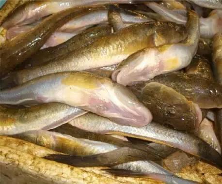 海南渔民整理的海鲜大全,渔民海鲜介绍