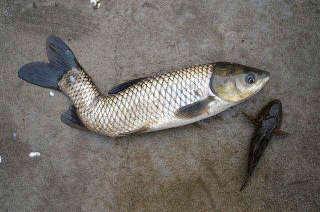 钓的鱼吃起来一股汽油味,鱼身体有柴油味怎么去除