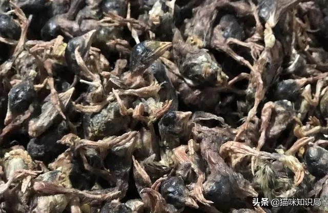 猫冻干有哪些种类,冻干会导致猫软便吗