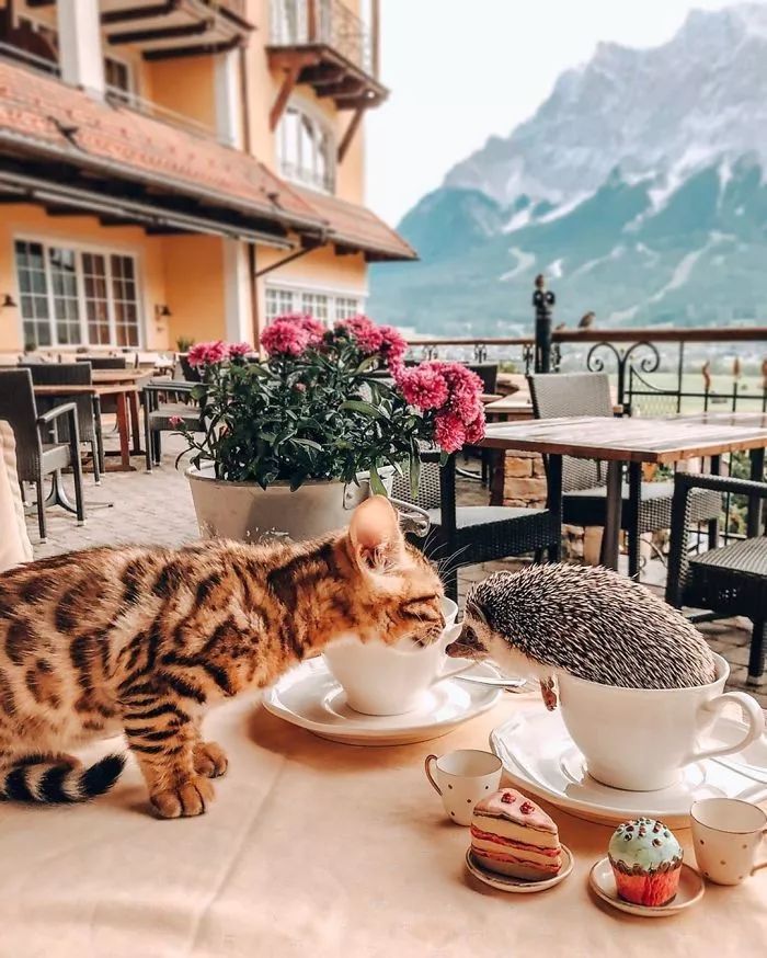 Ins上最火的网红小刺猬,拍写真,出自传,住别墅